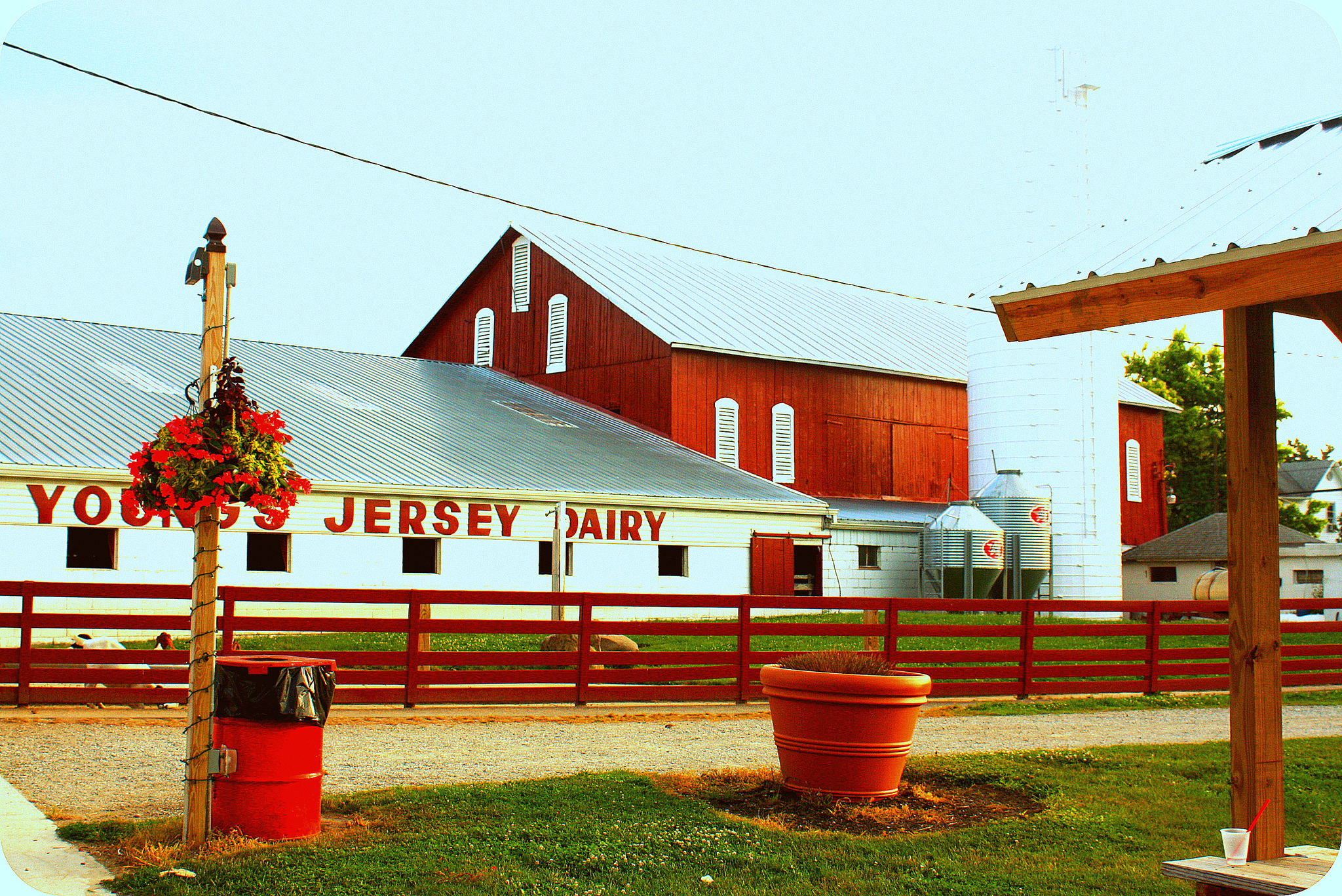 Young's Jersey Dairy